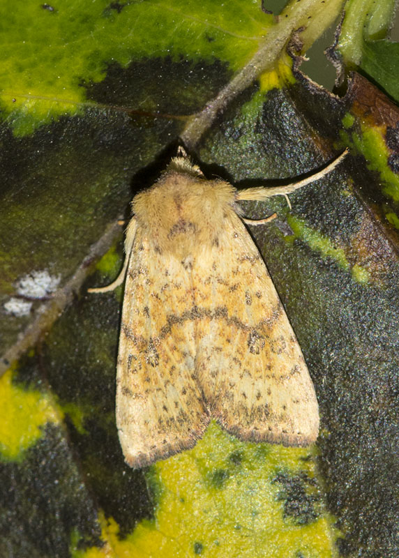 Noctuidae Tiliacea sulphurago ? S